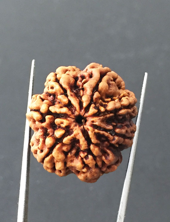 7 Mukhi Certified Nepali Rudraksha Size- 24.7 mm